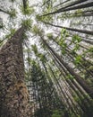 Abstract Perspective of Tall Trees in the Woods