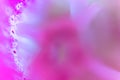 Abstract petal image with delicate pink flowers and soft blur for background Royalty Free Stock Photo