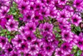 Abstract Petunia flowers in the garden