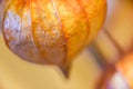 Abstract phisalys background chinese lantern orange macro