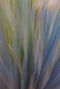 Abstract photo of Aloe Vera with motion blur, creates a soft background with pastel colors