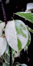 abstract photo of banyan leaves with a blend of green and white