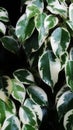 abstract photo of banyan leaves with a blend of green and white