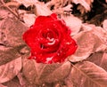 Abstract photo of red rose