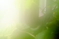 Abstract photo of cucumber in a greenhouse with high humidity and heat at the window bathed in sunlight in the North Royalty Free Stock Photo