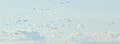 Abstract photo of flying birds in the sky  long exposure picture Royalty Free Stock Photo