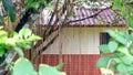 Abstract photo of the houses in the forest covered with vines and large trees