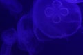 Abstract photo of jellyfish with blue rich glowy light