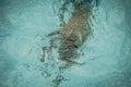 Abstract photo lifestyle, nature background. Unrecognizable person body deep under water, look at surface. Mystery mood