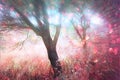 Abstract photo of light burst among trees and glitter bokeh lights. image is blurred and filtered . Royalty Free Stock Photo