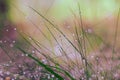 Abstract photo of long and thin stems of plants with small drops of dew on the footstalks and blurred forest and grass background Royalty Free Stock Photo