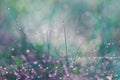 Abstract photo of long and thin stems of plants with small drops of dew on the footstalks and blurred forest and grass background