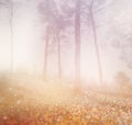 Abstract photo of misty light burst among trees and glitter bokeh lights. image is blurred