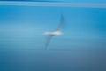 Abstract photo from a seagull from above, long exposure