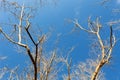 Abstract photo of the silhouette of dead tree reaching into clear blue sky white clouds as background Nature and environment