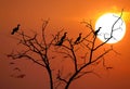 Almost an abstract photo of the silhouettes of birds sits on the tree on the sunset background