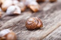 Abstract photo of a spiral snail on wooden surface Royalty Free Stock Photo