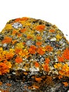 Rock covered in orange moss on white background