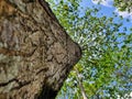 Abstract photo of teak tree coolie background Royalty Free Stock Photo