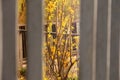 Abstract photo. Tree blooms. Yellow flowering tree