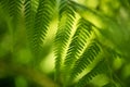 Abstract photo of a vibrant green fern. Relaxing natural background