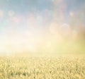Abstract photo of wheat field and bright bokeh lights. Royalty Free Stock Photo