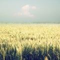 Abstract photo of wheat field and bright bokeh lights. Royalty Free Stock Photo