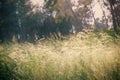 Abstract photo of wheat field and bright sky . instagram effect. Royalty Free Stock Photo