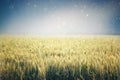 Abstract photo of wheat field and bright sky . instagram effect. Royalty Free Stock Photo