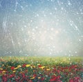 Abstract photo of wild flower field and bright bokeh lights. cross proccess effect