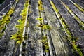 Abstract photo of wooden roof top covered by green moss Royalty Free Stock Photo