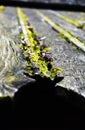 Abstract photo of wooden roof top covered by green moss
