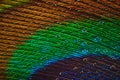 Abstract photograph of a multicolored beautiful peacock feather