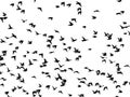 Abstract photograph of silhouettes of a flock of starlings, Sturnus vulgaris