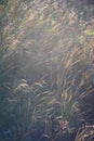 Abstract photography with outsole on grass and leaves