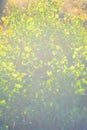 Abstract photography with outsole on grass and leaves