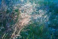 Abstract photography with outsole on grass and leaves