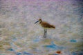 Abstract Photos of Shorebirds on FloridaÃ¢â¬â¢s Sugar Sand Beaches Royalty Free Stock Photo