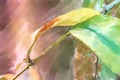 Abstract picture of the beginning of autumn with a green and a yellow leaf on a thin branch Royalty Free Stock Photo
