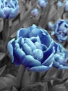 Abstract picture of blue tulip