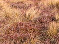abstract picture with dry texture of marsh grass Royalty Free Stock Photo