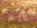 abstract picture with dry texture of marsh grass Royalty Free Stock Photo