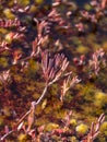 abstract picture with dry texture of marsh grass Royalty Free Stock Photo