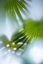 Abstract picture. Green plants through a matte glass or window.