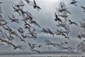 Abstract picture from a gruop seabirds on the air Royalty Free Stock Photo