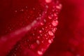 abstract picture of red rose petals with waterdroplets