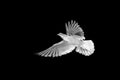 Abstract picture of rock pigeon flying in the air isolated on black background