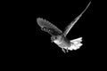 Abstract picture of rock pigeon flying in the air isolated on black background