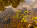 picture of underwater plants in a steep river