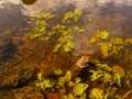 Picture of underwater plants in a steep river